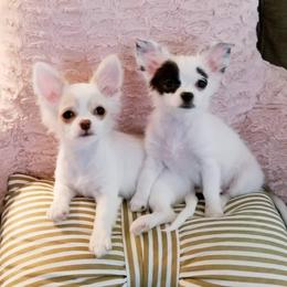 Chihuahua Puppies from Lucky Star Chihuahuas