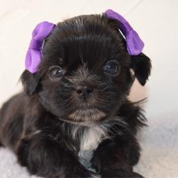 Faerie - Black female Shih Tzu puppy in San Tan Valley, Arizona from My Puppy Tzu