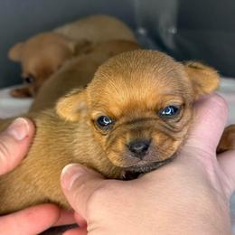 Mimi - Black and red female Chihuahua puppy in Sherwood, Arkansas from Bartelt Breeders