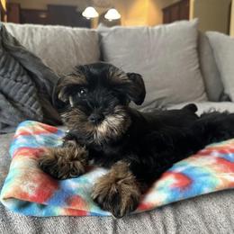 Miniature Schnauzer Puppies from Mrs Bs Teeny Schnauzers & Doodles