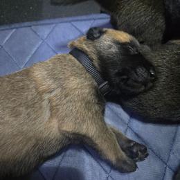 Pup 2 - Mahogany male Belgian Malinois puppy in China Spring, Virginia from Childress Creek Kennels