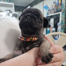 Fawn Girl 1 - Fawn female Pug puppy in Rutherfordton, North Carolina from Sweetie Pie Pugs