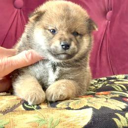 Ashoka - Red female Shiba Inu puppy in Milton, Florida from Moonlight Shibas
