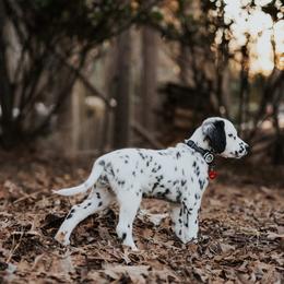 Dalmatian Puppies from Spotted Jewels Dalmatians