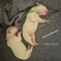 Dalmatian Puppies from Glasscock Dalmatians
