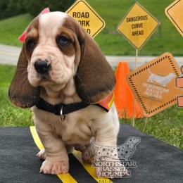 Crown-Royal - Black brown and white male Basset Hound puppy in Pollock, Missouri from Northstar