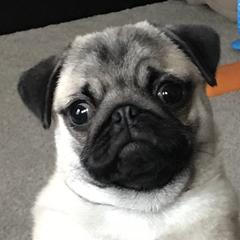 Pugs from Hoopla Pugs