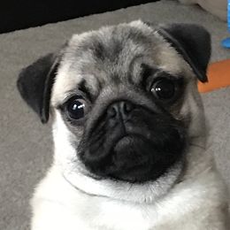 Pugs from Hoopla Pugs