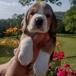 Beagle Puppies from Long Creek Beagles