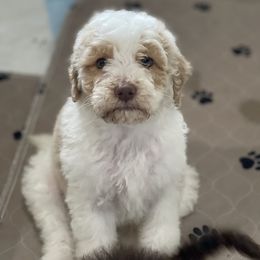 Goldendoodle All Grown Up from Cali Doodles Gone South