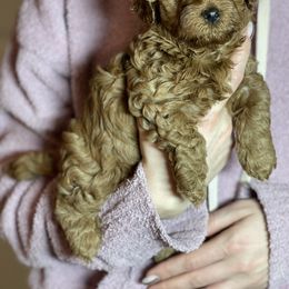 Maltipoo Puppies from Anzhela Ibragimova