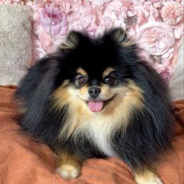 Waffles - Pomeranian