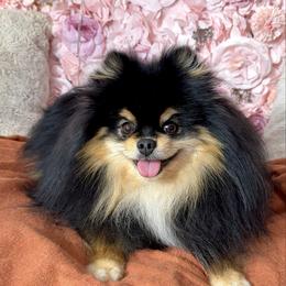 Waffles - Pomeranian
