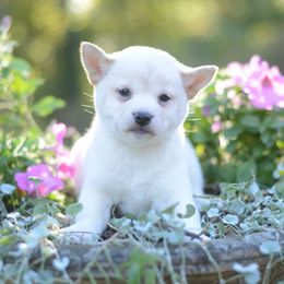 Saki Cream Shiba Girl - Cream female Shiba Inu puppy in Neosho, Missouri from Sunny Terrace Shibas