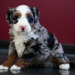 Fresno - Merle male Bernedoodle puppy in Dundee, Ohio from Down Home Doodle