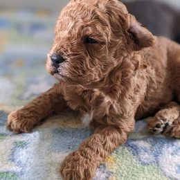 Aussiedoodle, Cavapoo, and Poodle Puppies from Robin's Nest Farm