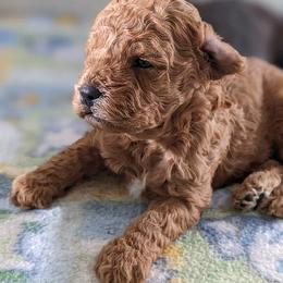 Aussiedoodle, Cavapoo, and Poodle Puppies from Robin's Nest Farm