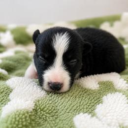 Stone - Black and white male Border Collie puppy in Avery, Texas from Willa Creek Border Collies
