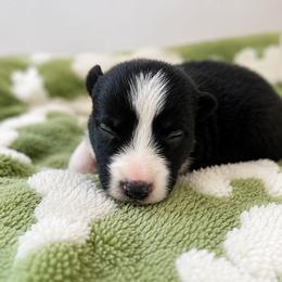 Stone - Black and white male Border Collie puppy in Avery, Texas from Willa Creek Border Collies