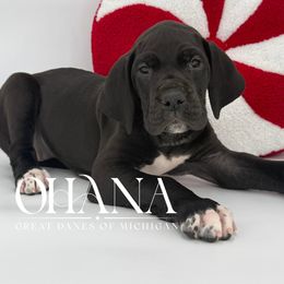 Kona - Black and white female Great Dane puppy in Michigan from Ohana Great Danes of Michigan
