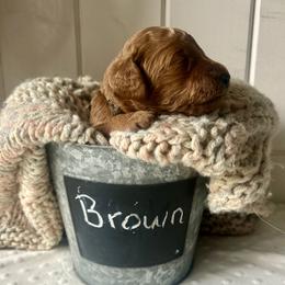 Brown - Red  male Goldendoodle puppy in Grand Blanc, Michigan from Perry Farm Doodles