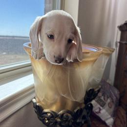 Smooth Light Cream Dapple- Male - Cream male Dachshund puppy in Farmersville, Texas from Dixie Doxies