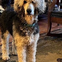 Riata - Poodle