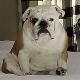 Bulldogs from BtS Bulldogs