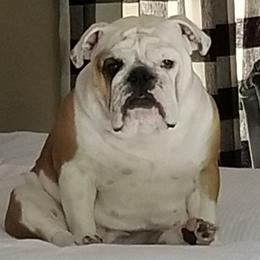 Bulldogs from BtS Bulldogs
