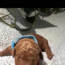 Goldendoodle Puppies from PurdyDoodles