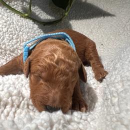 Goldendoodle Puppies from PurdyDoodles