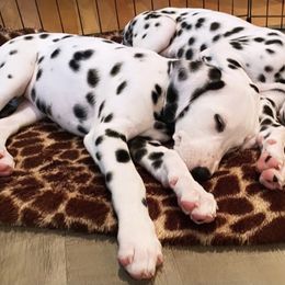 Dalmatian Puppies from Whispered Spots Dalmatians