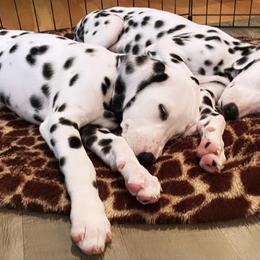Dalmatian Puppies from Whispered Spots Dalmatians