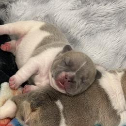 Pho Soup - Blue fawn female French Bulldog puppy in New Hampton, New Hampshire from Kismet French Bulldogs