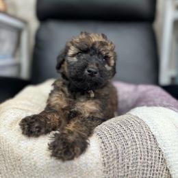 Latte- White - Phantom female Bernedoodle puppy in Oak Hills, California from High Desert Doodles