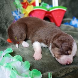 Jolene (black collar) - Red tri-color female Australian Shepherd puppy in Okeechobee, Florida from Rothsolid Aussies