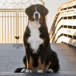 Bernese Mountain Dogs from Carma Que’s Bernese Mountain Dogs