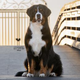 Bernese Mountain Dogs from Carma Que’s Bernese Mountain Dogs