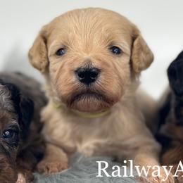Girl 2 - Apricot female Goldendoodle puppy in Milford, Indiana from Railway Acres Kennel