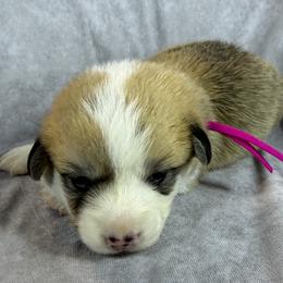 Pink Collar Female - Red female Pembroke Welsh Corgi puppy in Victoria, Texas from Clear Creek Corgis