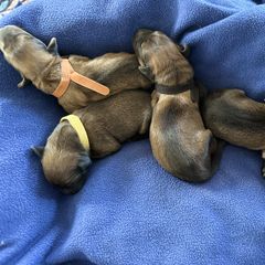 Girl 1 - Tawny Briard puppy in Spring Grove, Pennsylvania from Briards De Bejaune