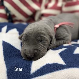 Star - Blue female Weimaraner puppy in Evart, Michigan from Drehbar Weimaraners