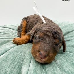 Green Bean - Blue merle female Bernedoodle puppy in Sunman, Indiana from Brunsman Country Doodles LLC