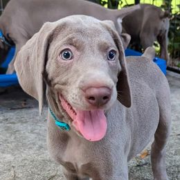 Boy 3 - Silver gray Weimaraner puppy in Jupiter, Florida from Khepri Weimaraners