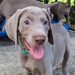 Boy 3 - Silver gray Weimaraner puppy in Jupiter, Florida from Khepri Weimaraners