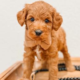 Jackson - Red  male Goldendoodle puppy in Iola, Texas from Supreme Doodles of Texas