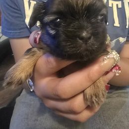 Maryann - Chocolate and tan female Shih Tzu puppy in Green Valley Lake, California from All American Shih Tzu Puppies