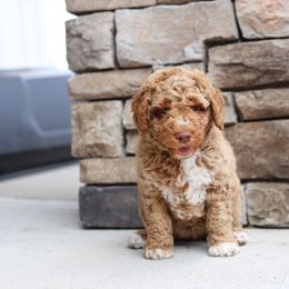 Purple - Caramel red female Australian Labradoodle puppy in Williamstown, New York from Lewis Manor Labradoodles
