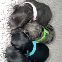 Aussiedoodle, Goldendoodle, and Poodle Puppies from Kay Kay’s Poodles & Doodles