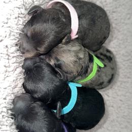 Aussiedoodle, Goldendoodle, and Poodle Puppies from Kay Kay’s Poodles & Doodles
